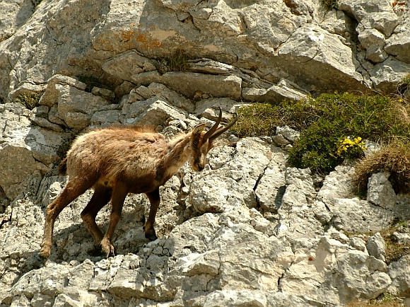 Camoscio d''Abruzzo Rupicapra pyrenaica ornata